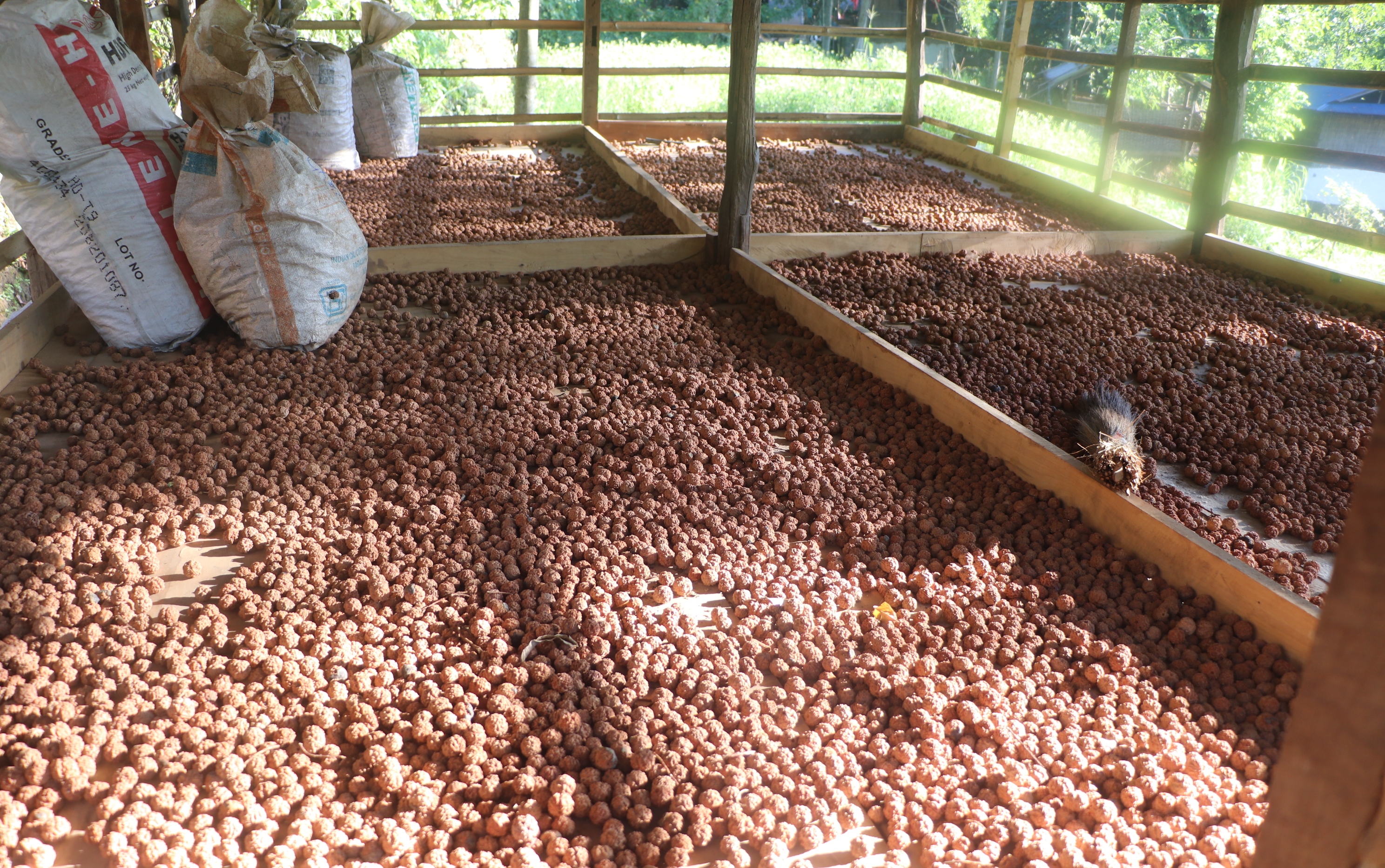 रुद्राक्ष खेतीबाट मनग्य आम्दानी, भोजपुरमा वार्षिक अर्बौंको कारोबार